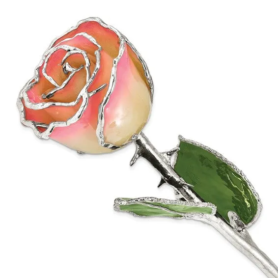 Lacquer Dipped Silver Trimmed White & Pink Natural Rose