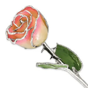 Lacquer Dipped Silver Trimmed White & Pink Natural Rose