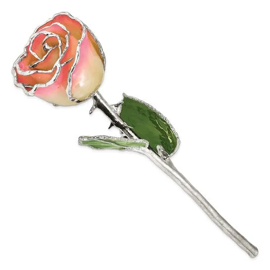 Lacquer Dipped Silver Trimmed White & Pink Natural Rose
