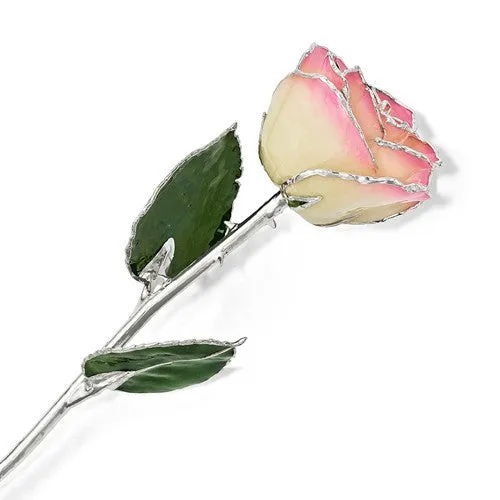 Lacquer Dipped Silver Trimmed White & Pink Natural Rose
