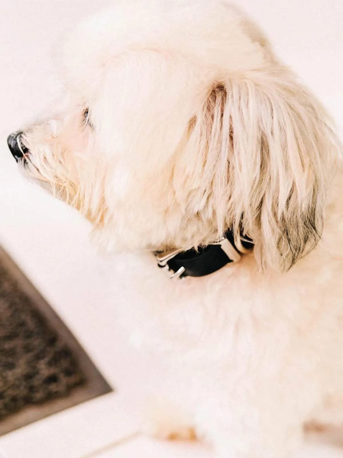 Voyej Dog Collar Black