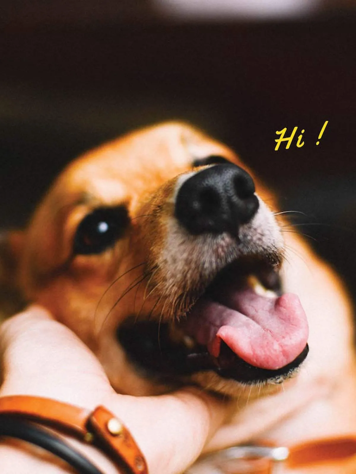 Voyej Dog Collar Natural