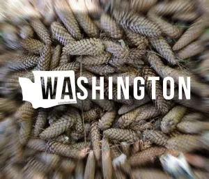 Washington WA Standard Version Decal